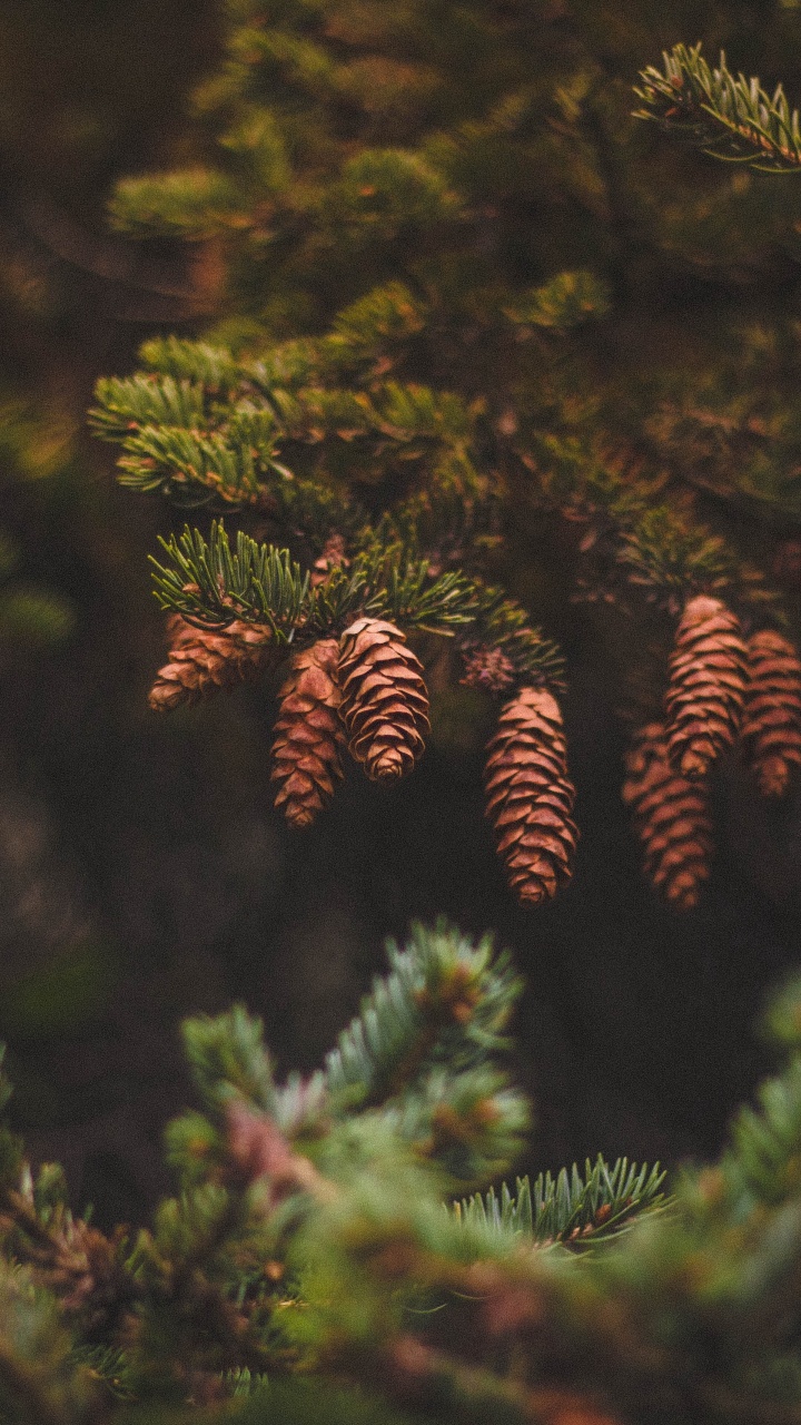 Grüner Tannenzapfen Auf Grünem Kiefernbaum. Wallpaper in 720x1280 Resolution