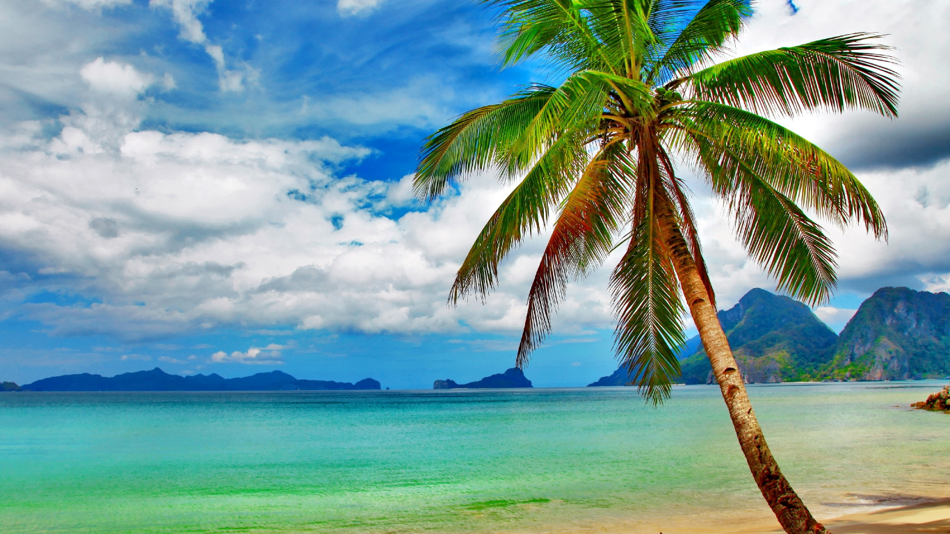 Coconut Tree on Beach Shore During Daytime. Wallpaper in 1366x768 Resolution