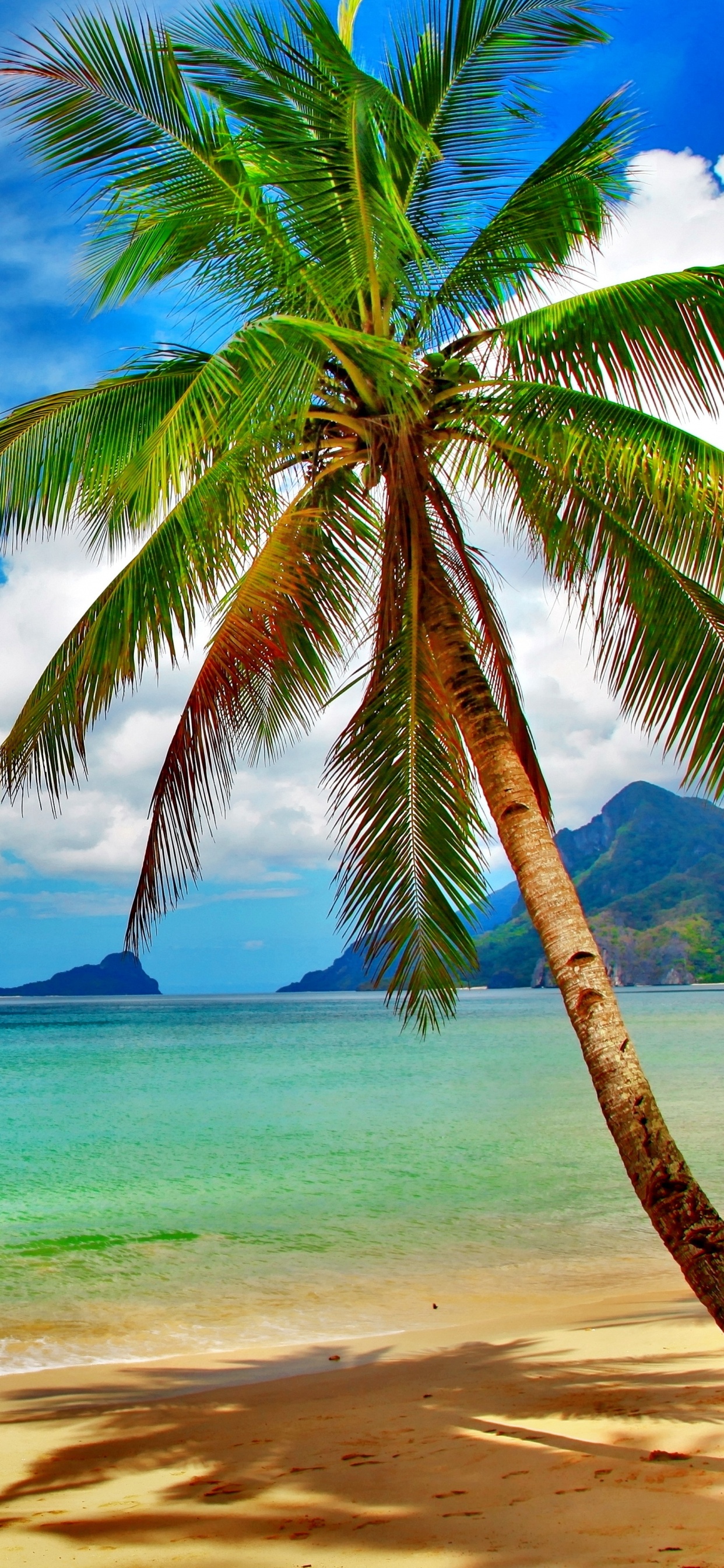 Cocotier Sur la Plage Pendant la Journée. Wallpaper in 1242x2688 Resolution