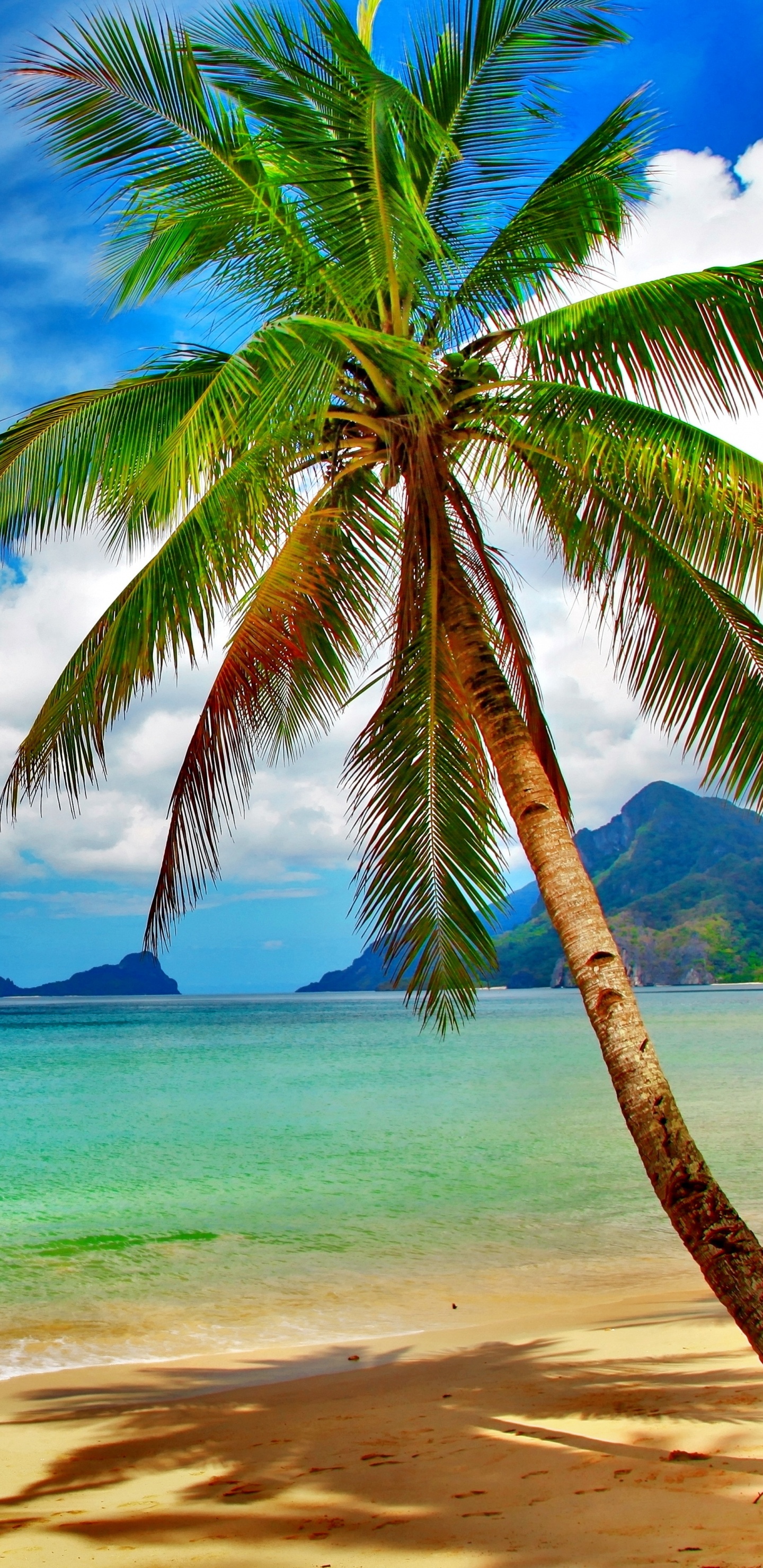 Cocotier Sur la Plage Pendant la Journée. Wallpaper in 1440x2960 Resolution