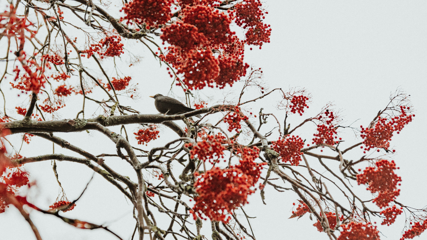 Red, Plantes Ligneuses, Rameau, Botanique, Printemps. Wallpaper in 1366x768 Resolution