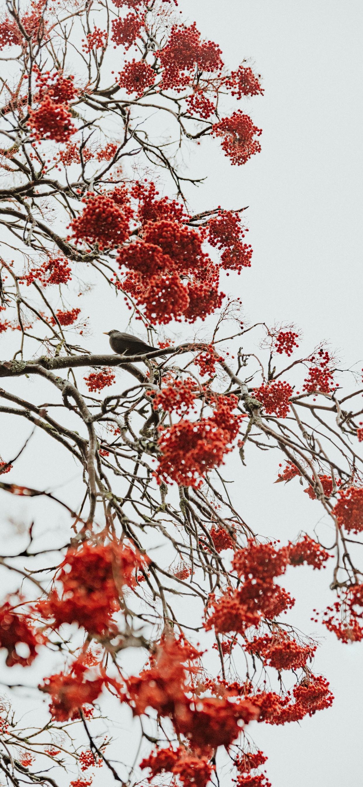 Tree, Red, Branch, Plant, Flower. Wallpaper in 1242x2688 Resolution