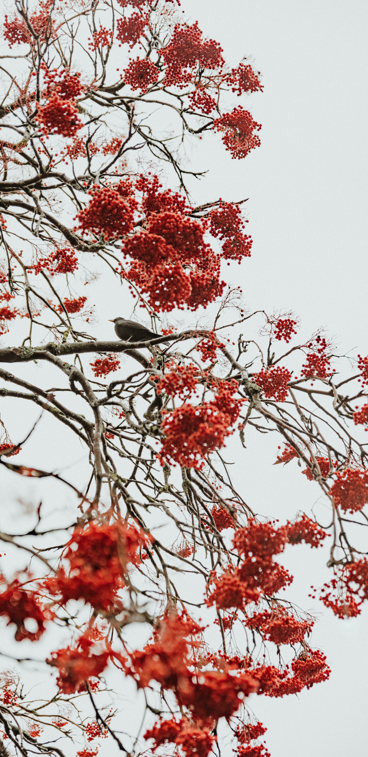 Tree, Red, Branch, Plant, Flower. Wallpaper in 1440x2960 Resolution
