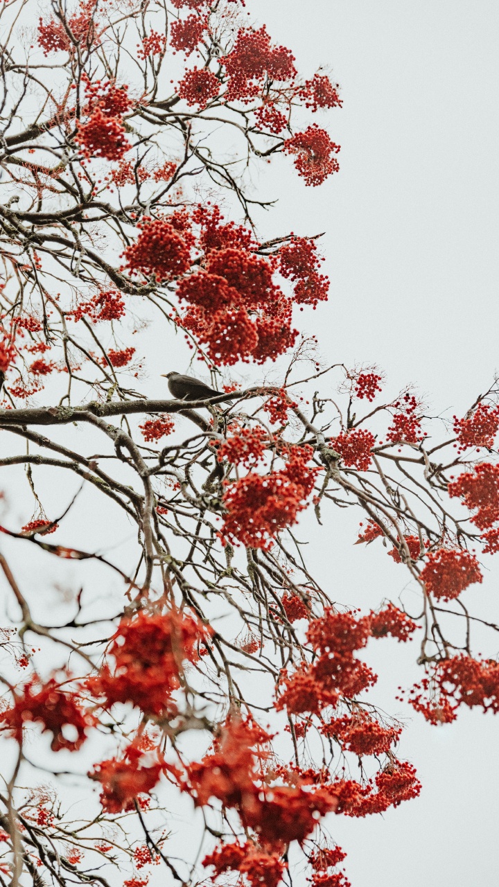 Tree, Red, Branch, Plant, Flower. Wallpaper in 720x1280 Resolution