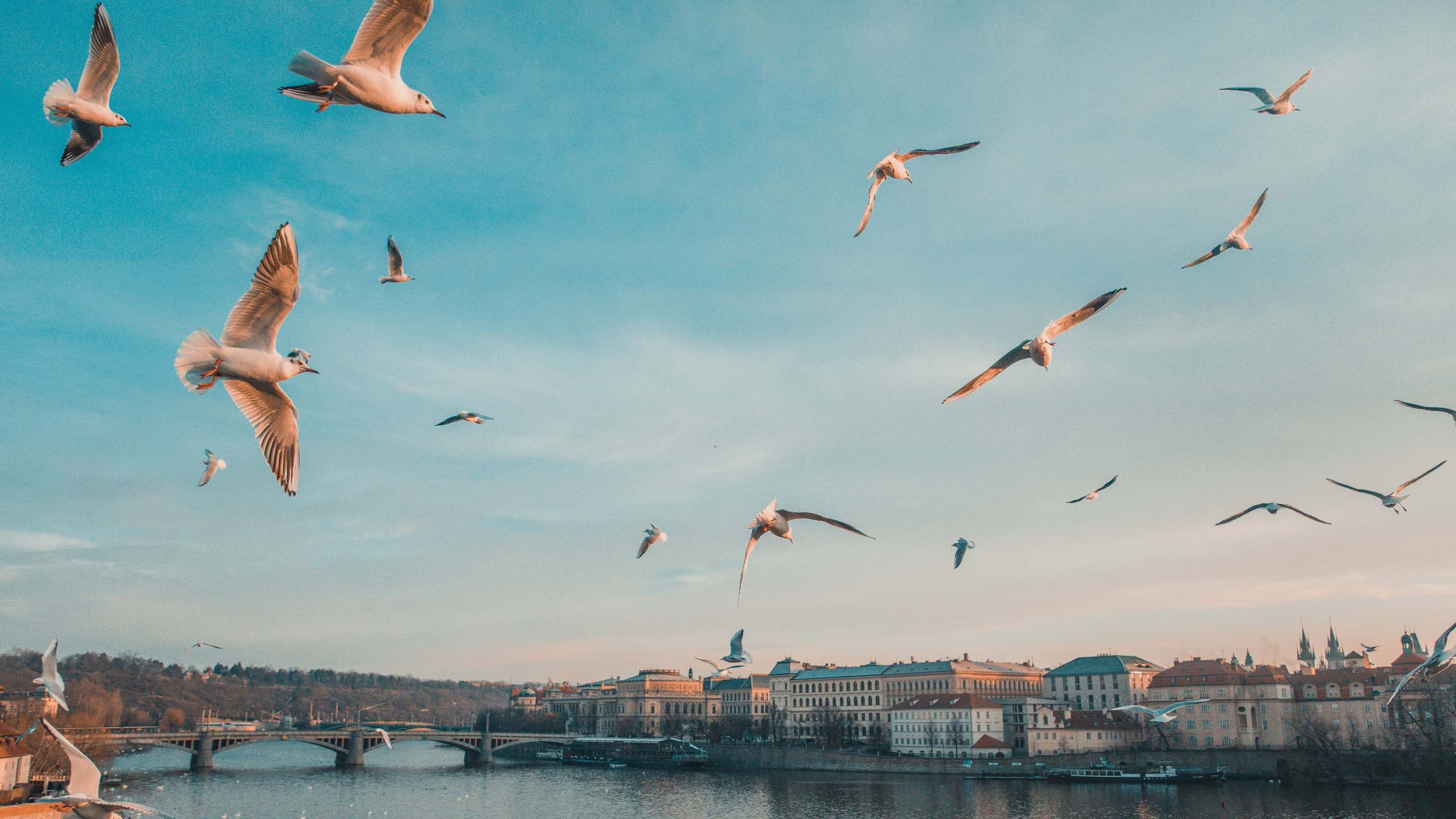 查尔斯桥, 布拉格堡, 旅行, 鸟, 光 壁纸 2560x1440 允许