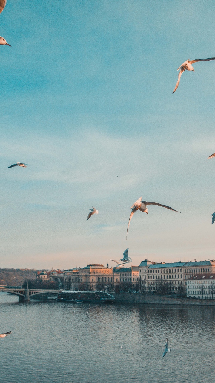查尔斯桥, 布拉格堡, 旅行, 鸟, 光 壁纸 720x1280 允许