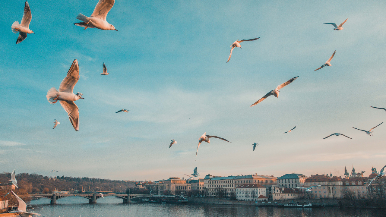 Charles Bridge, Prague Astronomical Clock, Four Seasons Hotel Prague, Prague Castle, Bridge. Wallpaper in 1280x720 Resolution