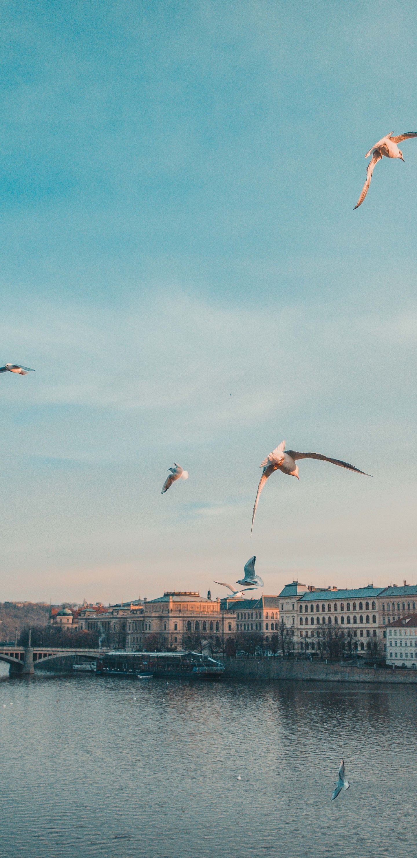 Charles Bridge, Prague Astronomical Clock, Four Seasons Hotel Prague, Prague Castle, Bridge. Wallpaper in 1440x2960 Resolution
