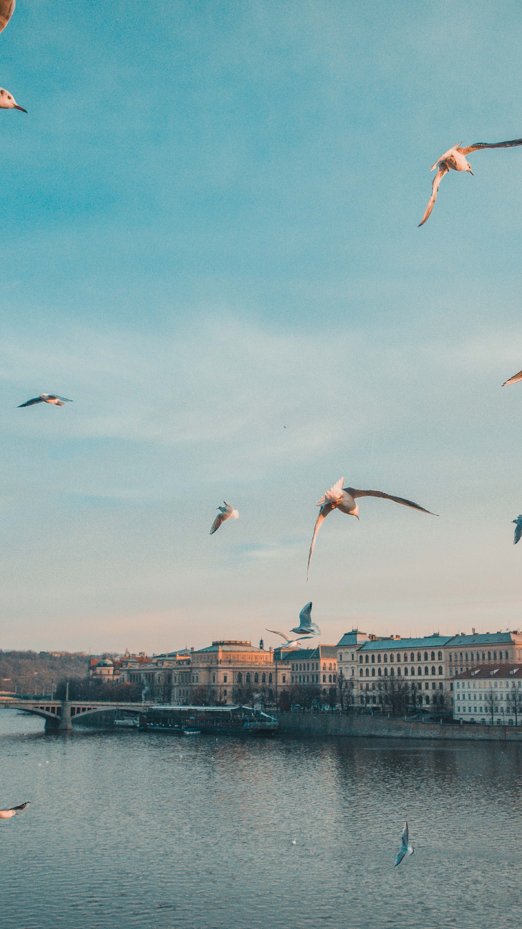 Charles Bridge, Prague Astronomical Clock, Four Seasons Hotel Prague, Prague Castle, Bridge. Wallpaper in 750x1334 Resolution
