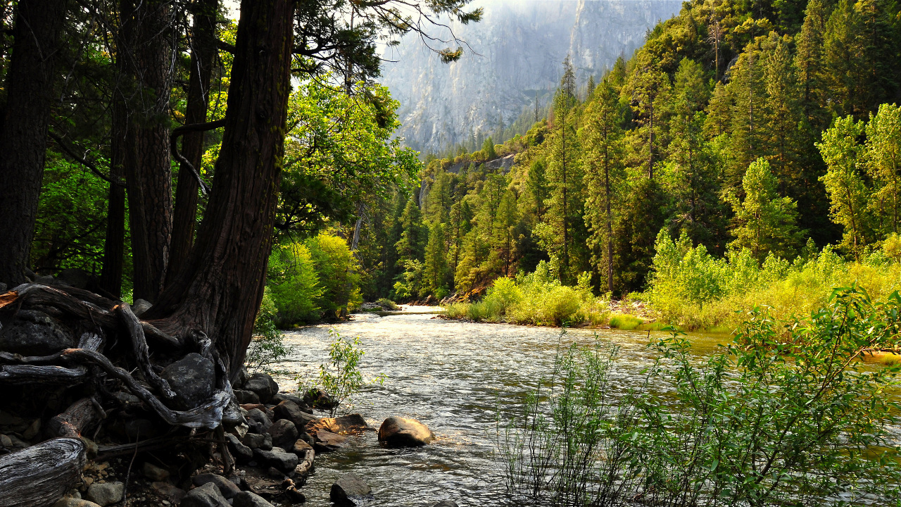 Green Trees Near Lake During Daytime. Wallpaper in 1280x720 Resolution