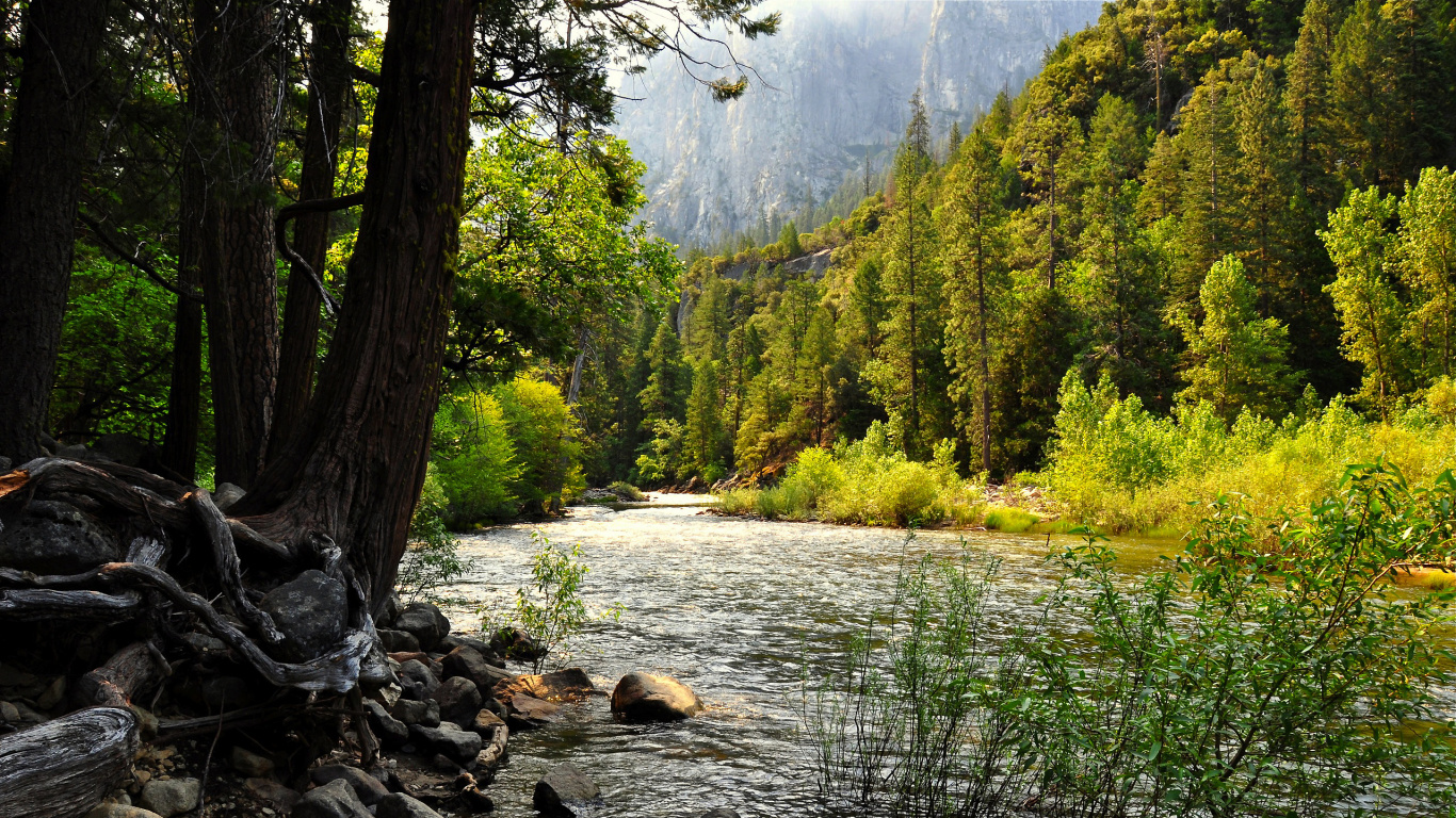 Green Trees Near Lake During Daytime. Wallpaper in 1366x768 Resolution
