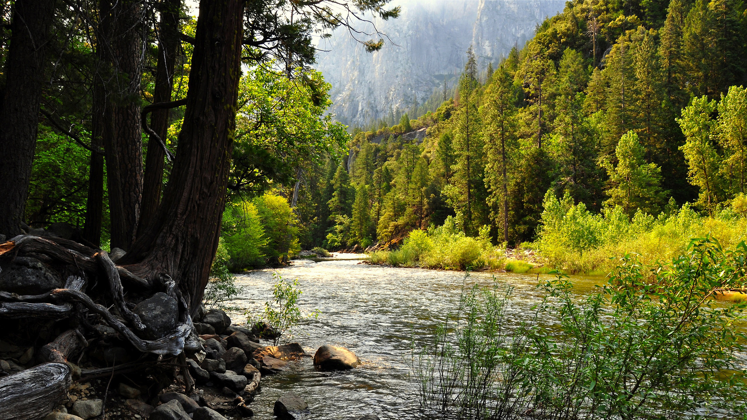 Green Trees Near Lake During Daytime. Wallpaper in 2560x1440 Resolution