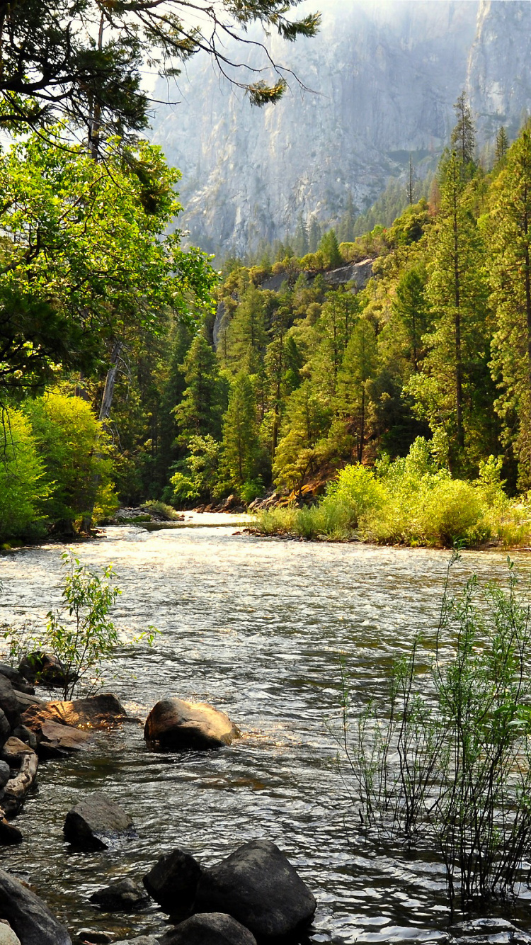 Green Trees Near Lake During Daytime. Wallpaper in 750x1334 Resolution