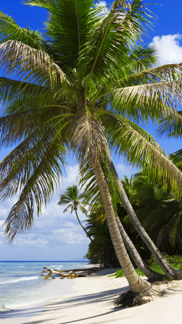 Green Palm Tree on Beach During Daytime. Wallpaper in 750x1334 Resolution