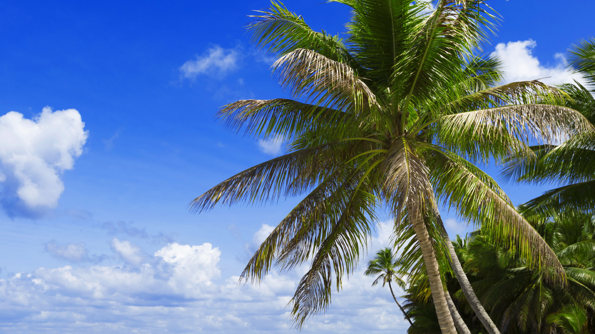 Palmera Verde en la Playa Durante el Día. Wallpaper in 1920x1080 Resolution