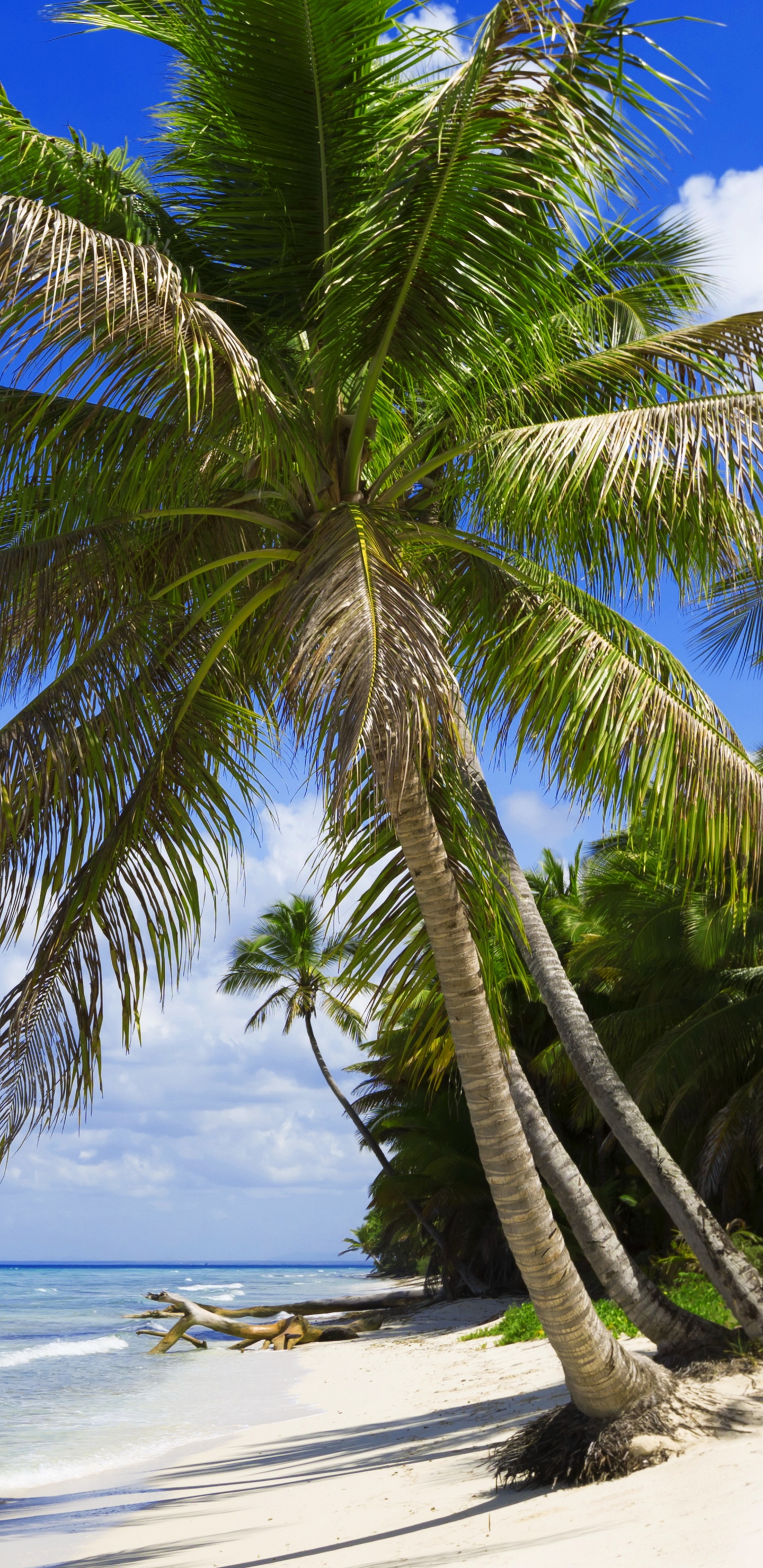Tagsüber Grüne Palme am Strand. Wallpaper in 1440x2960 Resolution