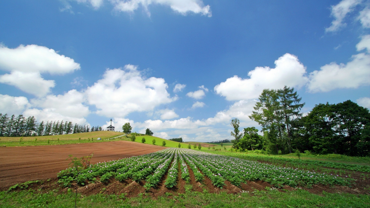 Green Grass Field Under Blue Sky and White Clouds During Daytime. Wallpaper in 1280x720 Resolution