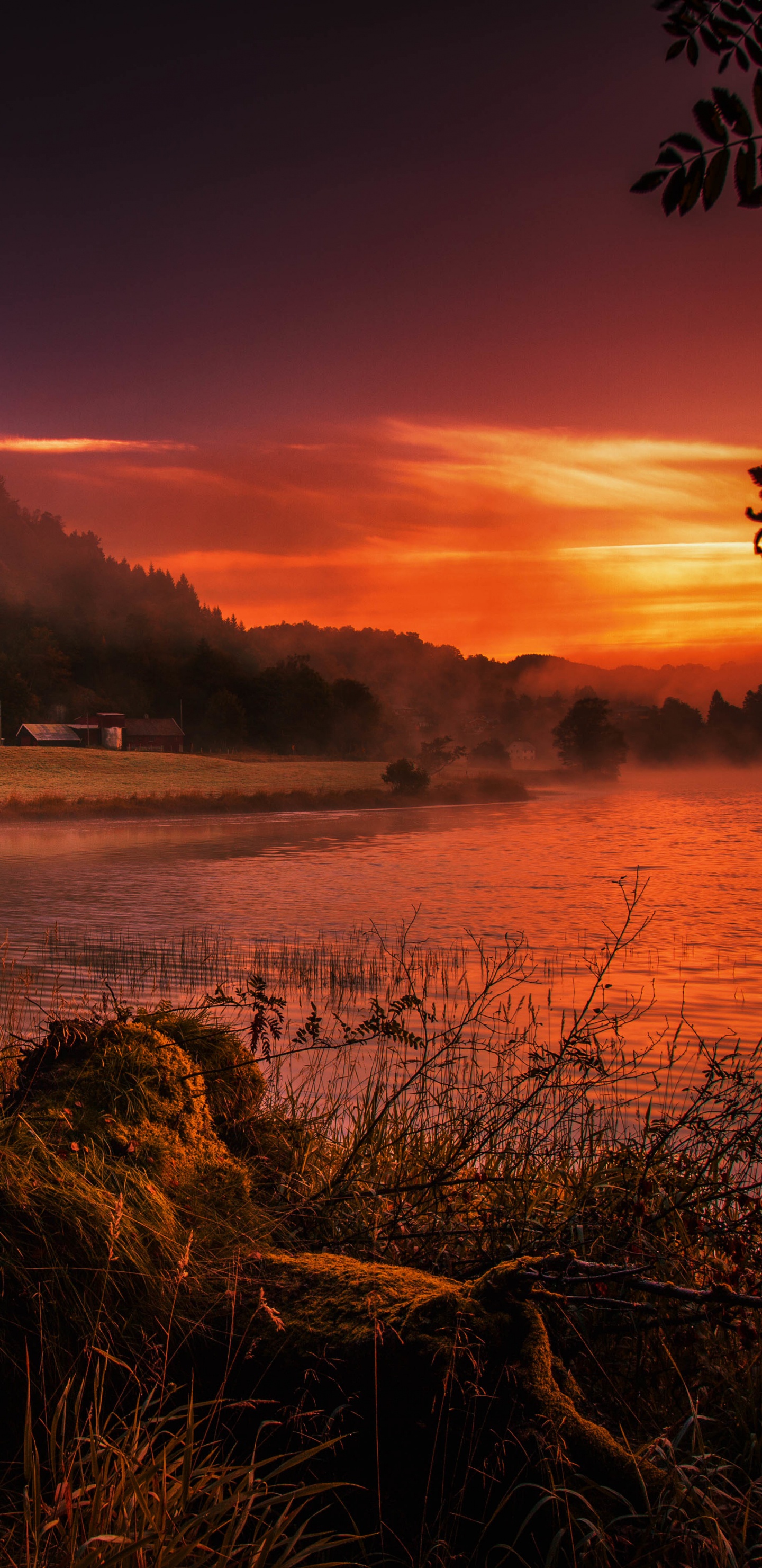 Gewässer in Der Nähe Von Bäumen Bei Sonnenuntergang. Wallpaper in 1440x2960 Resolution