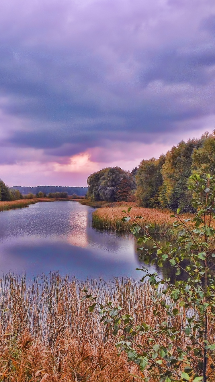 反射, 性质, 荒野, 湿地, 自然保护区 壁纸 750x1334 允许