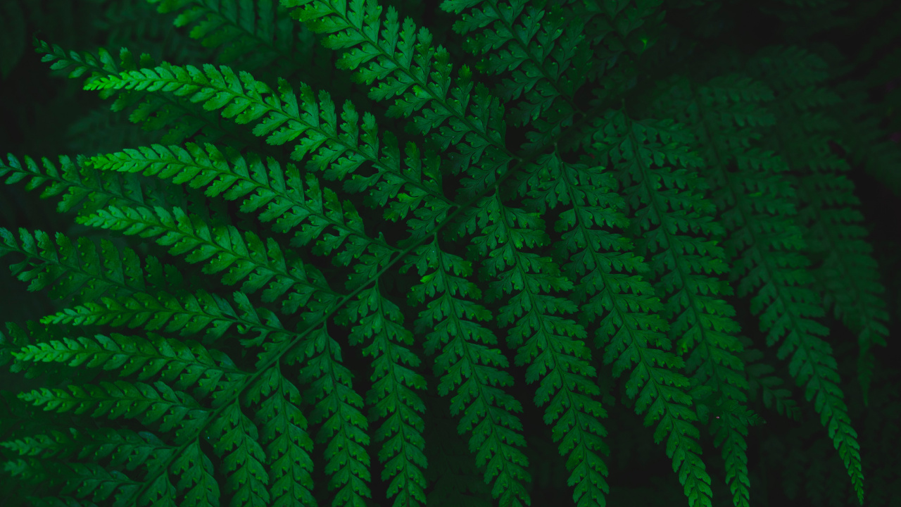 Fern, Leaf, Green, Vascular Plant, Plant. Wallpaper in 1280x720 Resolution