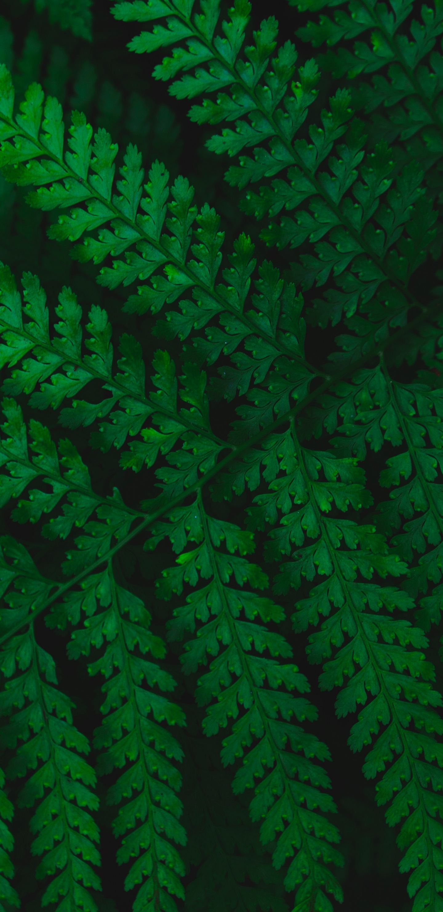 Fern, Leaf, Green, Vascular Plant, Plant. Wallpaper in 1440x2960 Resolution