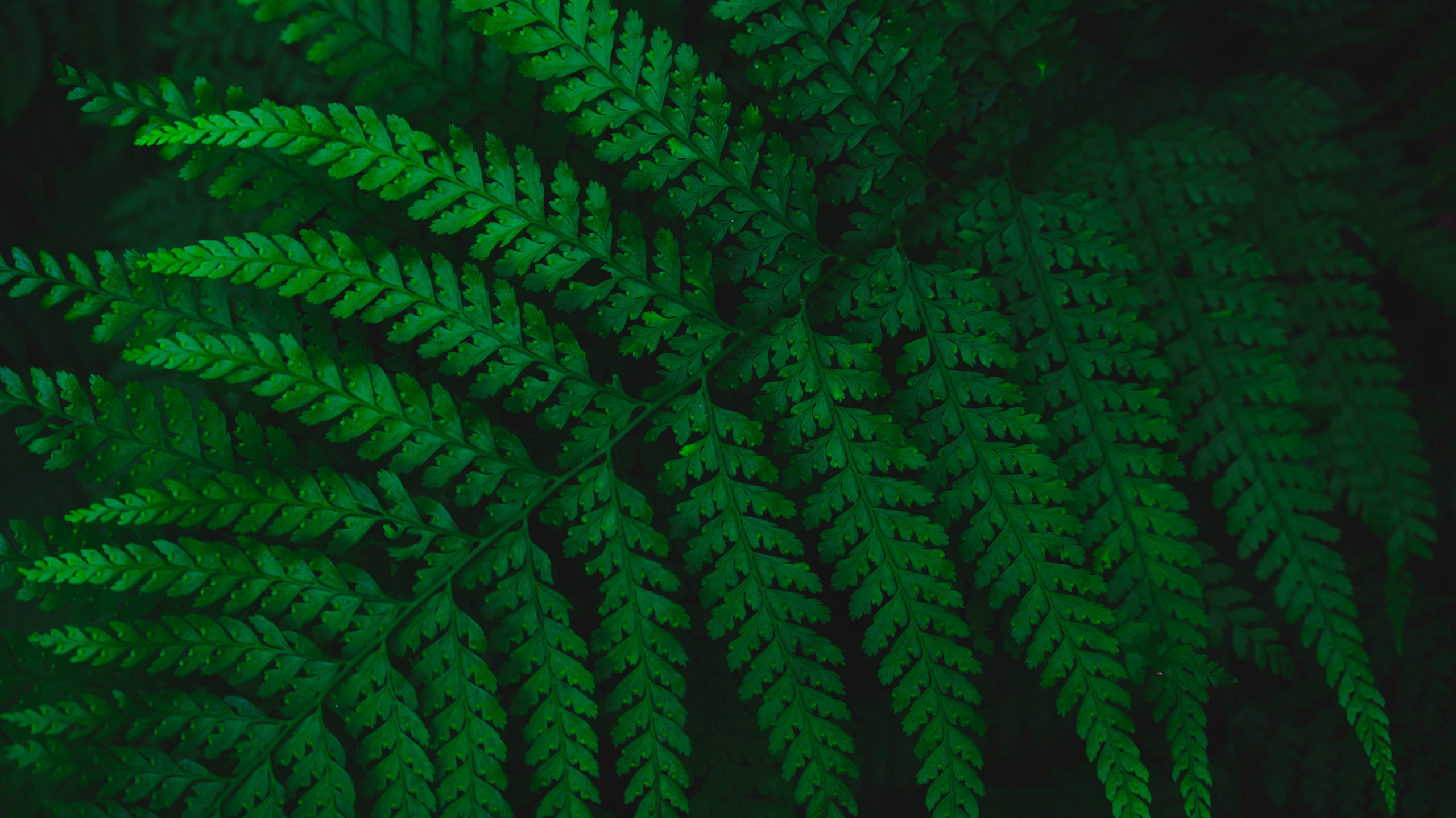 Fern, Leaf, Green, Vascular Plant, Plant. Wallpaper in 2560x1440 Resolution