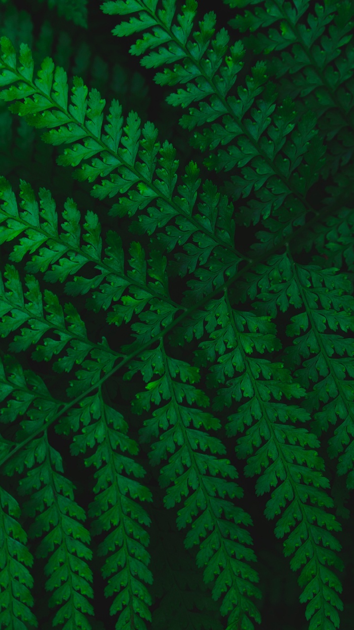 Fern, Leaf, Green, Vascular Plant, Plant. Wallpaper in 720x1280 Resolution