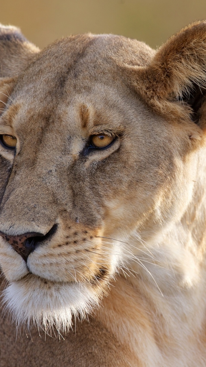 Brown Lioness on Green Grass During Daytime. Wallpaper in 720x1280 Resolution
