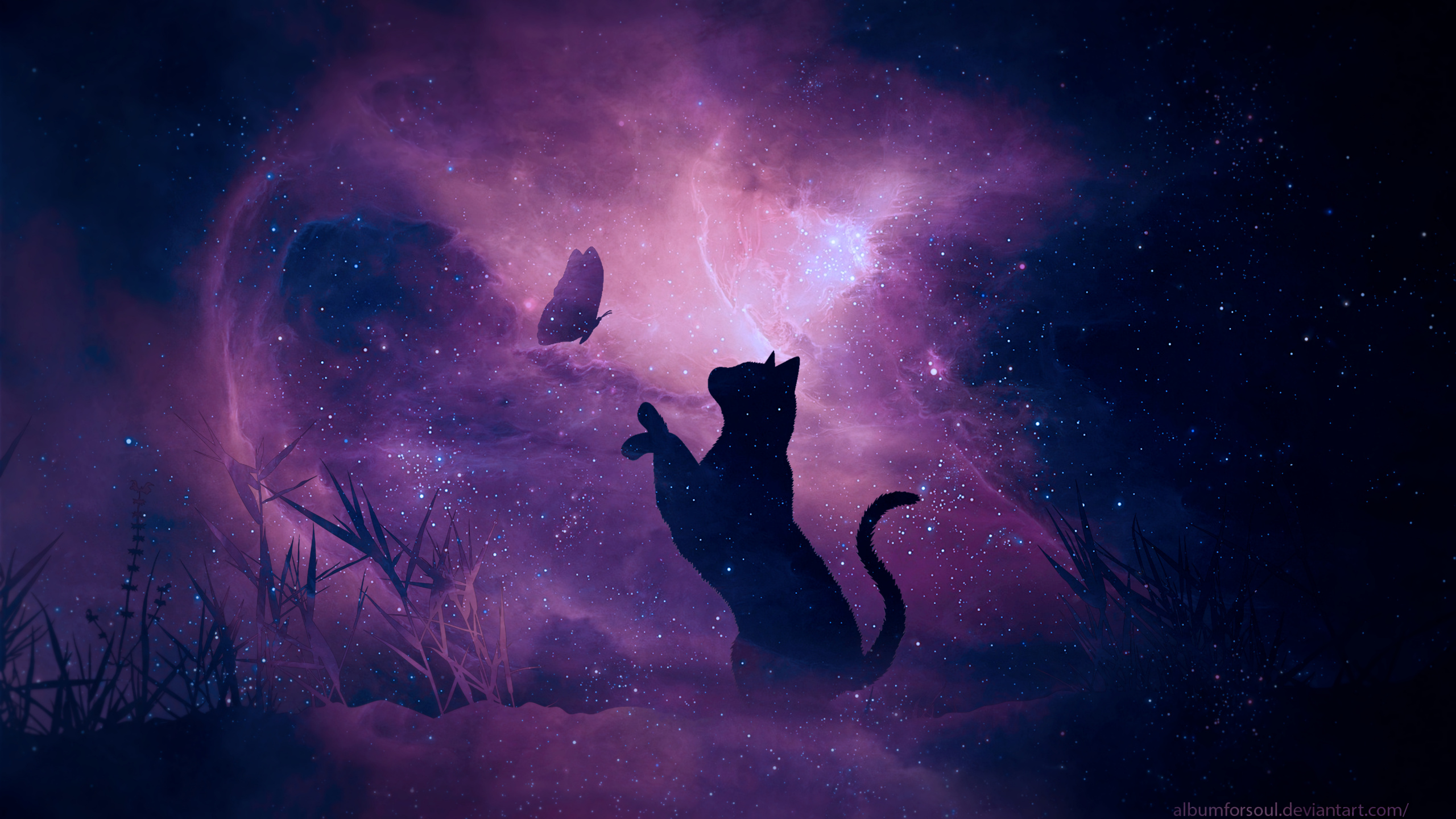 Chat Noir Sur Terrain en Herbe Pendant la Nuit. Wallpaper in 2560x1440 Resolution