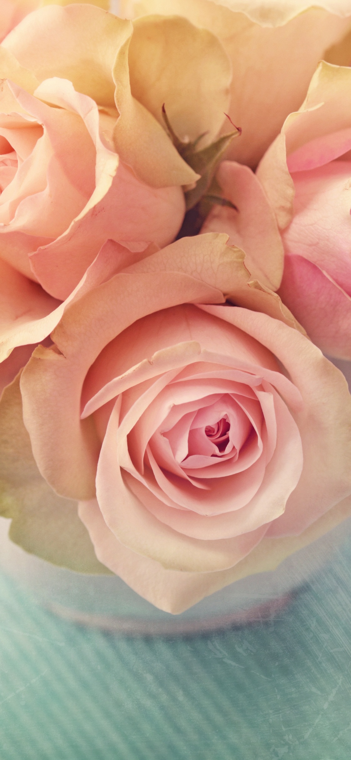 White and Pink Roses on White Textile. Wallpaper in 1125x2436 Resolution