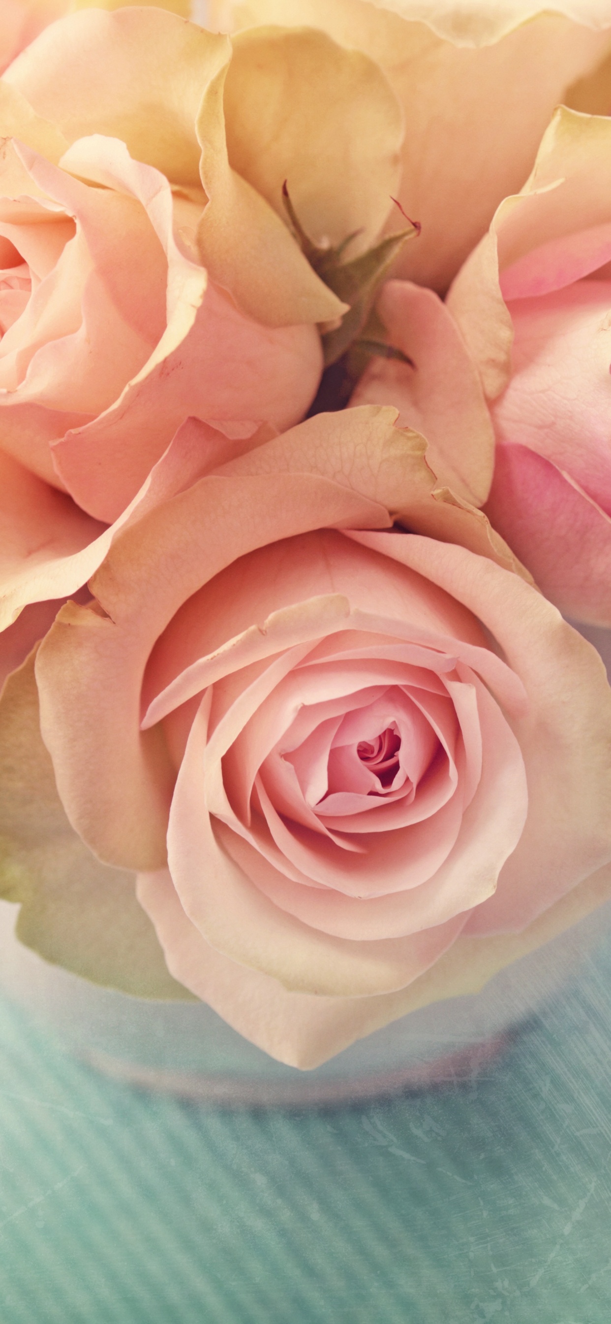 White and Pink Roses on White Textile. Wallpaper in 1242x2688 Resolution
