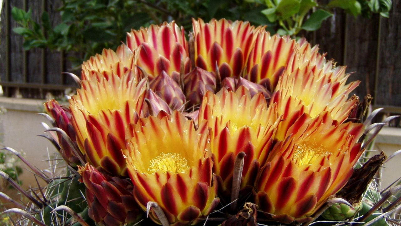 Yellow and Red Flower in Close up Photography. Wallpaper in 1280x720 Resolution