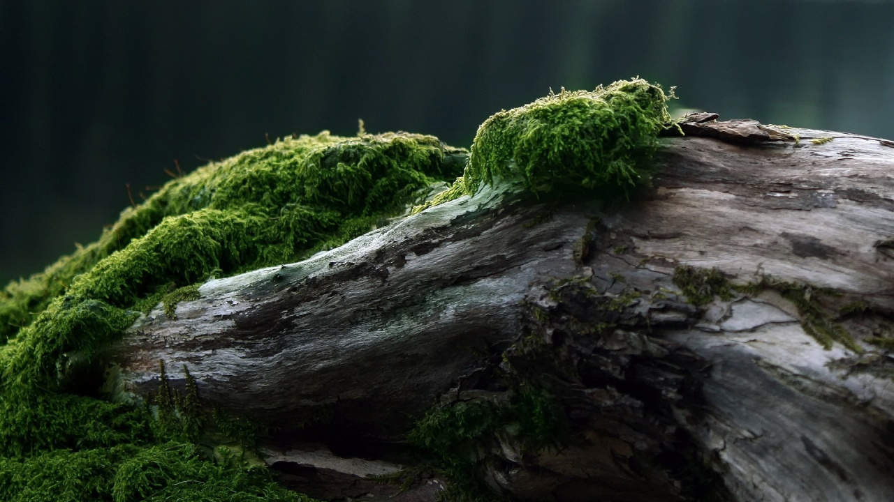 Brown Tree Log Beside Green Moss. Wallpaper in 1280x720 Resolution