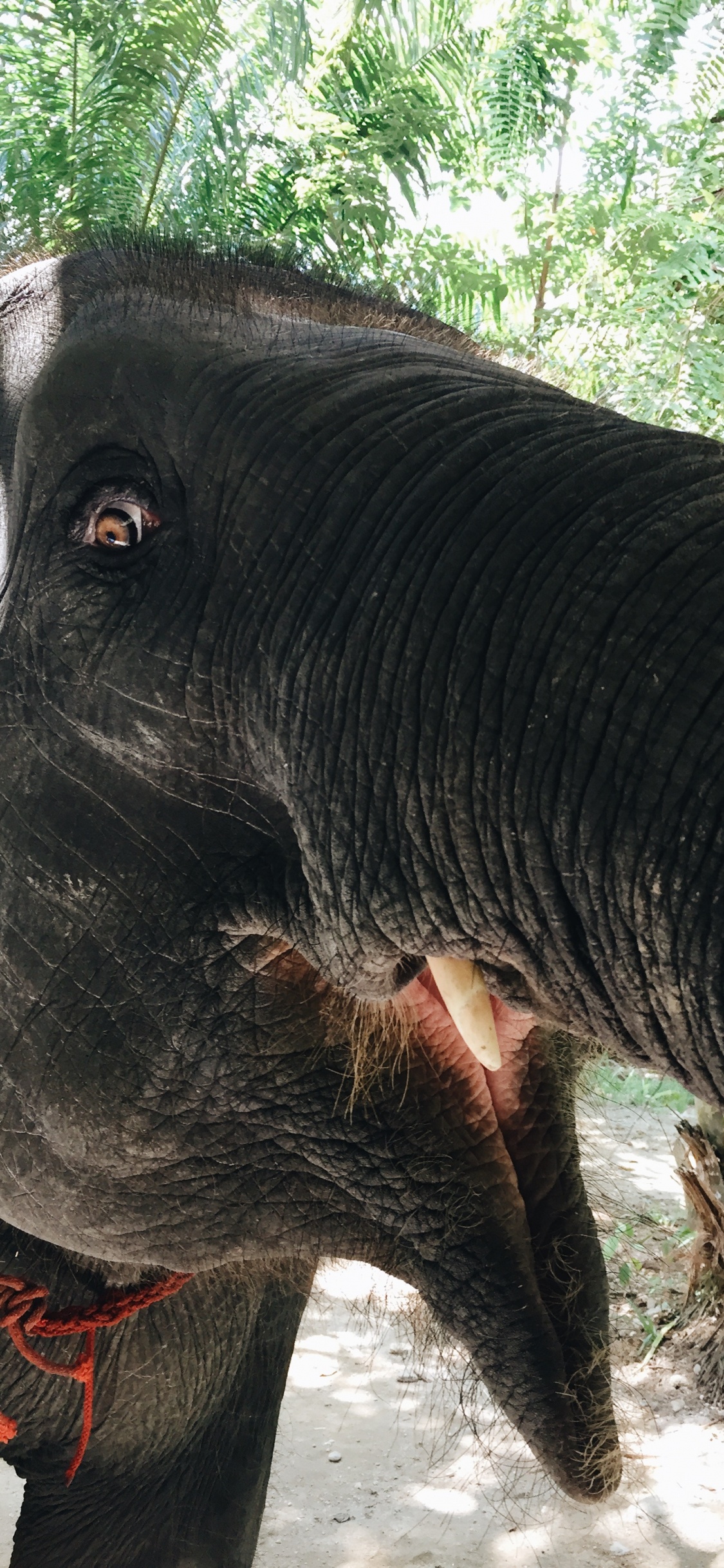 Elefanten Und Mammuts, Afrikanische Elefanten, Terrestrische Tier, Indische Elefanten, Schwarz. Wallpaper in 1125x2436 Resolution