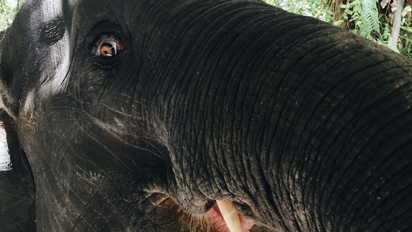 Elefanten Und Mammuts, Afrikanische Elefanten, Terrestrische Tier, Indische Elefanten, Schwarz. Wallpaper in 1366x768 Resolution