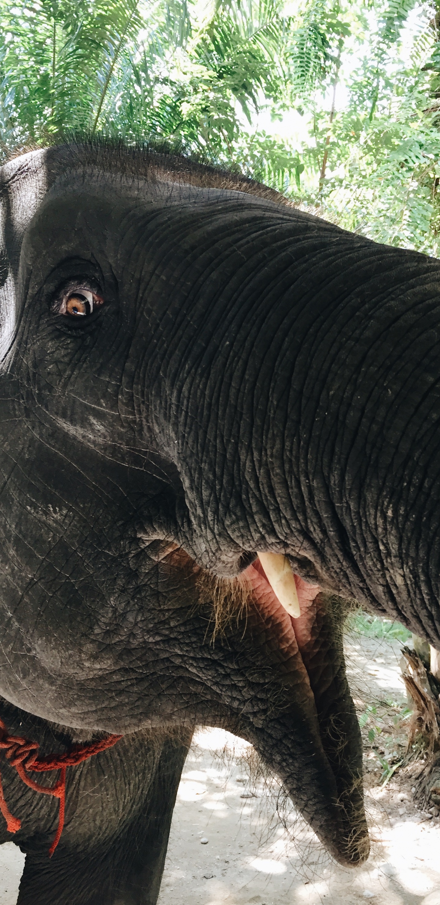 Elefanten Und Mammuts, Afrikanische Elefanten, Terrestrische Tier, Indische Elefanten, Schwarz. Wallpaper in 1440x2960 Resolution