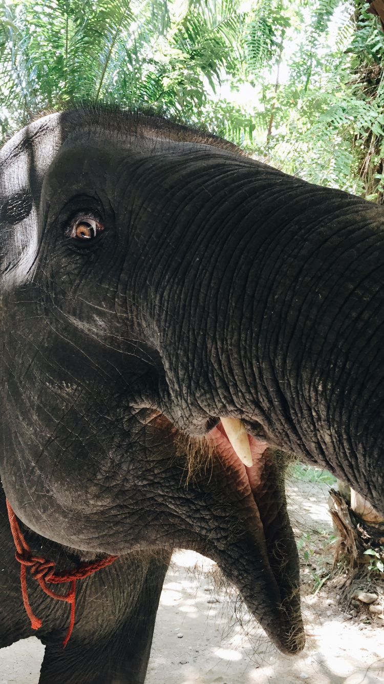 Elefanten Und Mammuts, Afrikanische Elefanten, Terrestrische Tier, Indische Elefanten, Schwarz. Wallpaper in 750x1334 Resolution