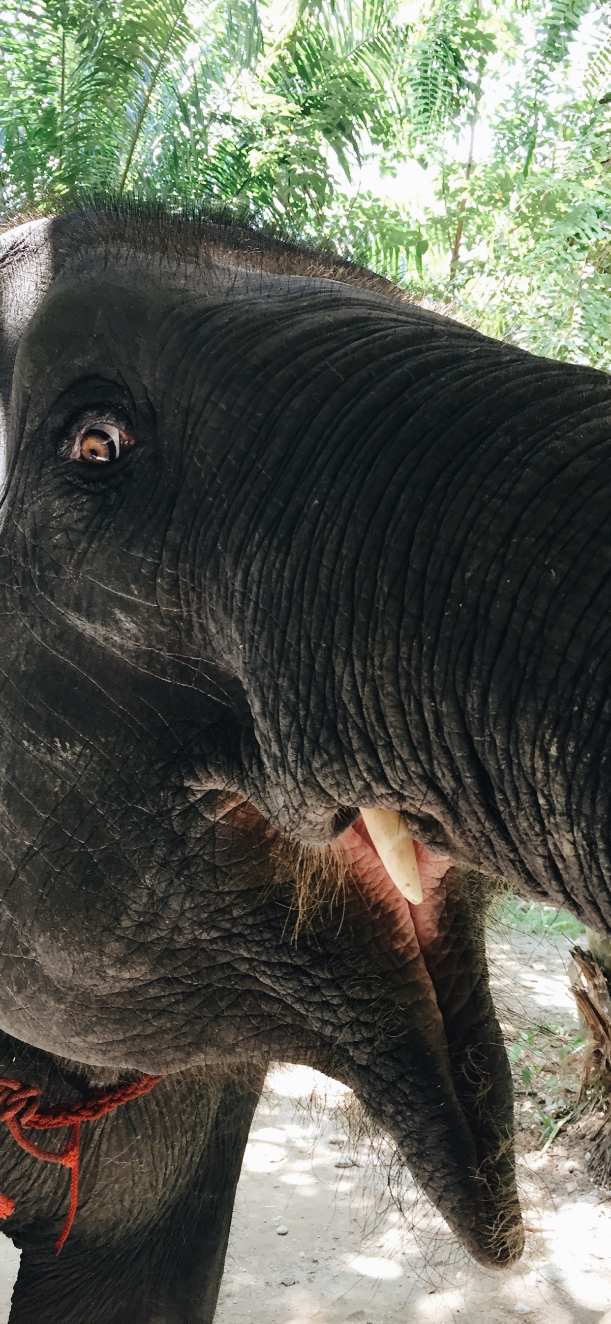 Les Éléphants et Les Mammouths, Éléphants D'Afrique, Pour Les Animaux Terrestres, Éléphant Indien, Noir. Wallpaper in 1242x2688 Resolution