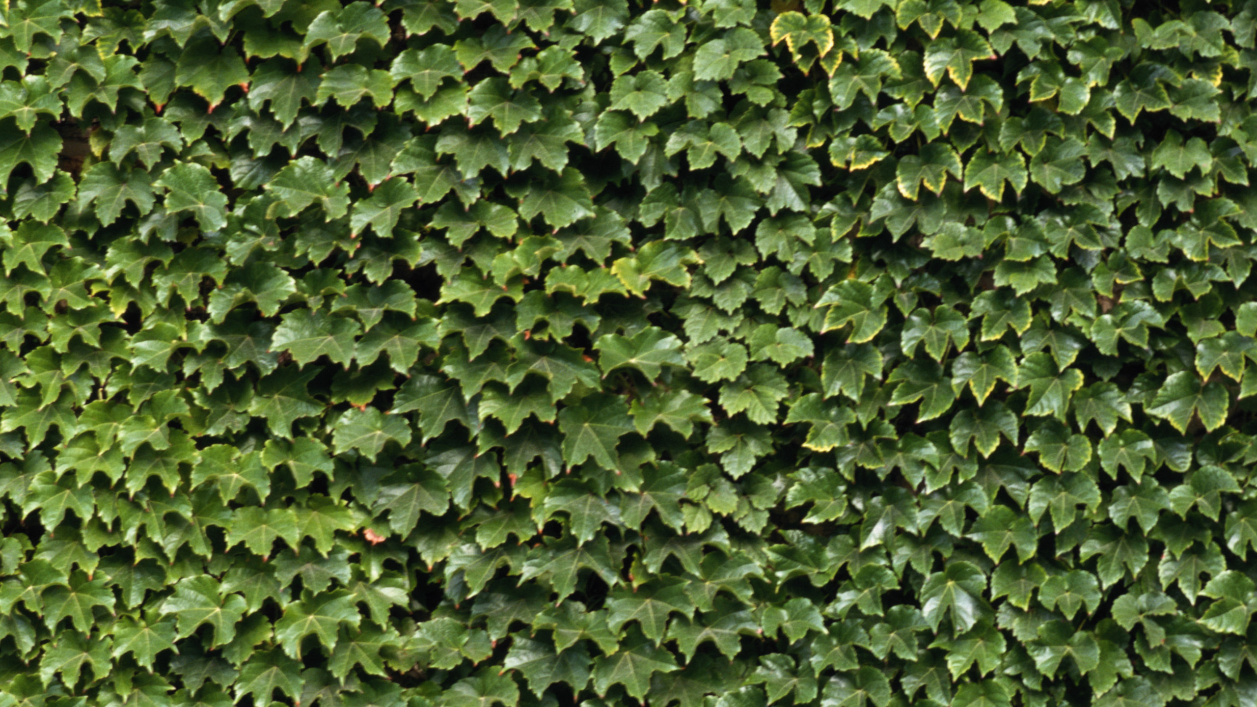 Green Leaves on Brown Soil. Wallpaper in 2560x1440 Resolution