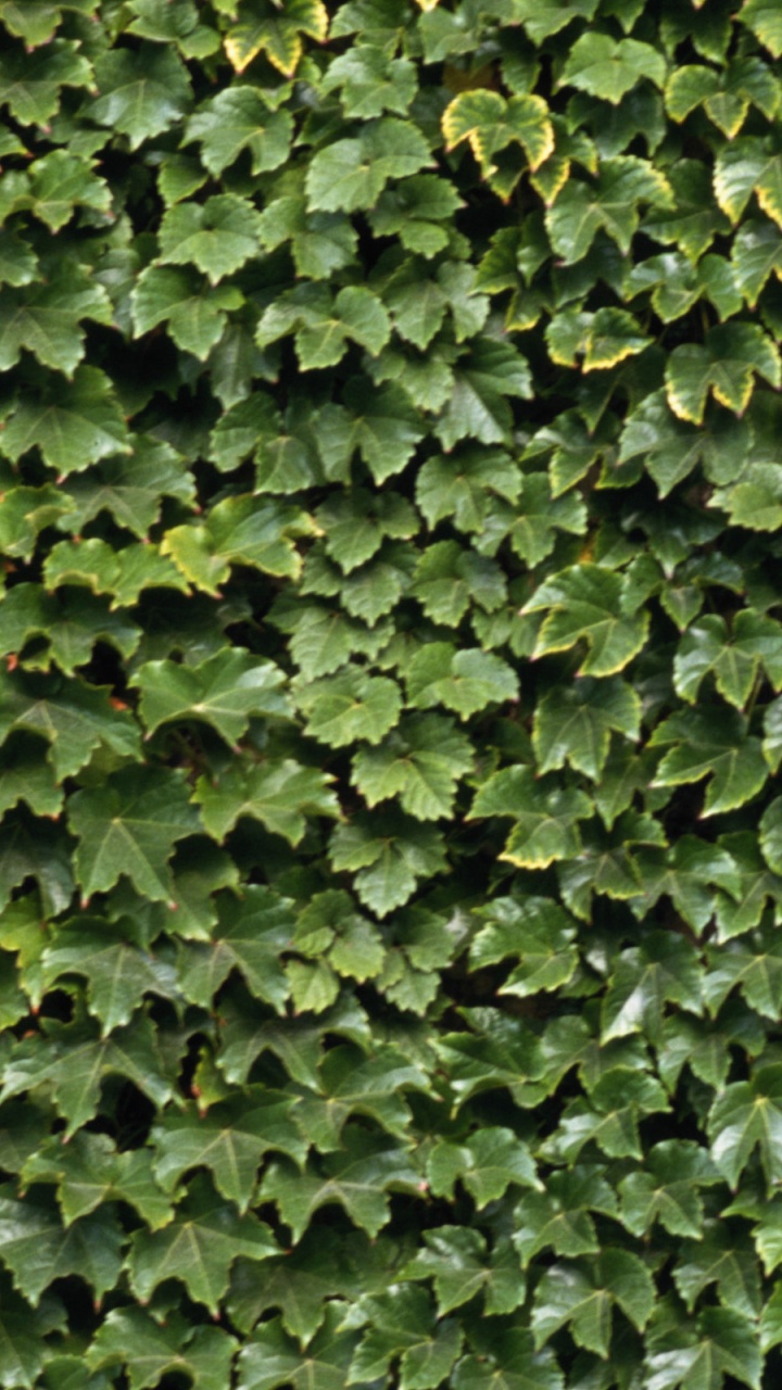 Green Leaves on Brown Soil. Wallpaper in 720x1280 Resolution