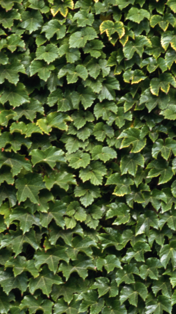 Green Leaves on Brown Soil. Wallpaper in 750x1334 Resolution
