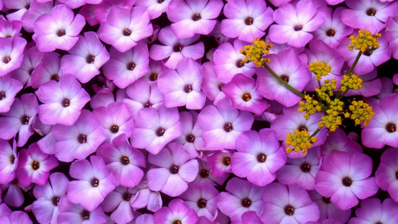 Flores Púrpuras y Blancas en Flor. Wallpaper in 1366x768 Resolution