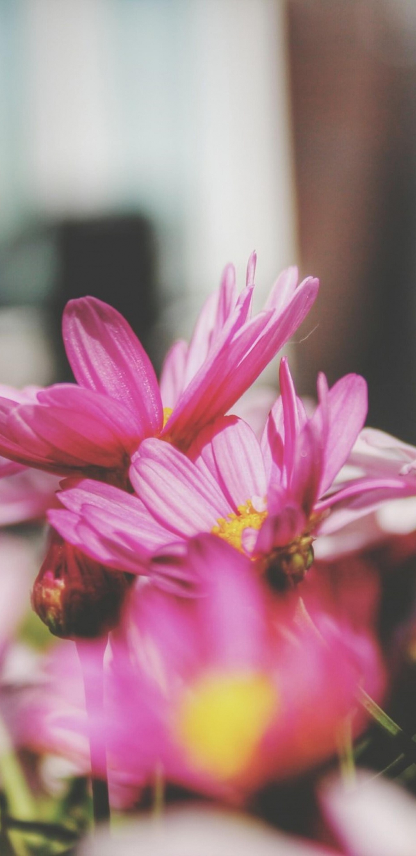 Flora, Flower, Pink, Plant, Petal. Wallpaper in 1440x2960 Resolution