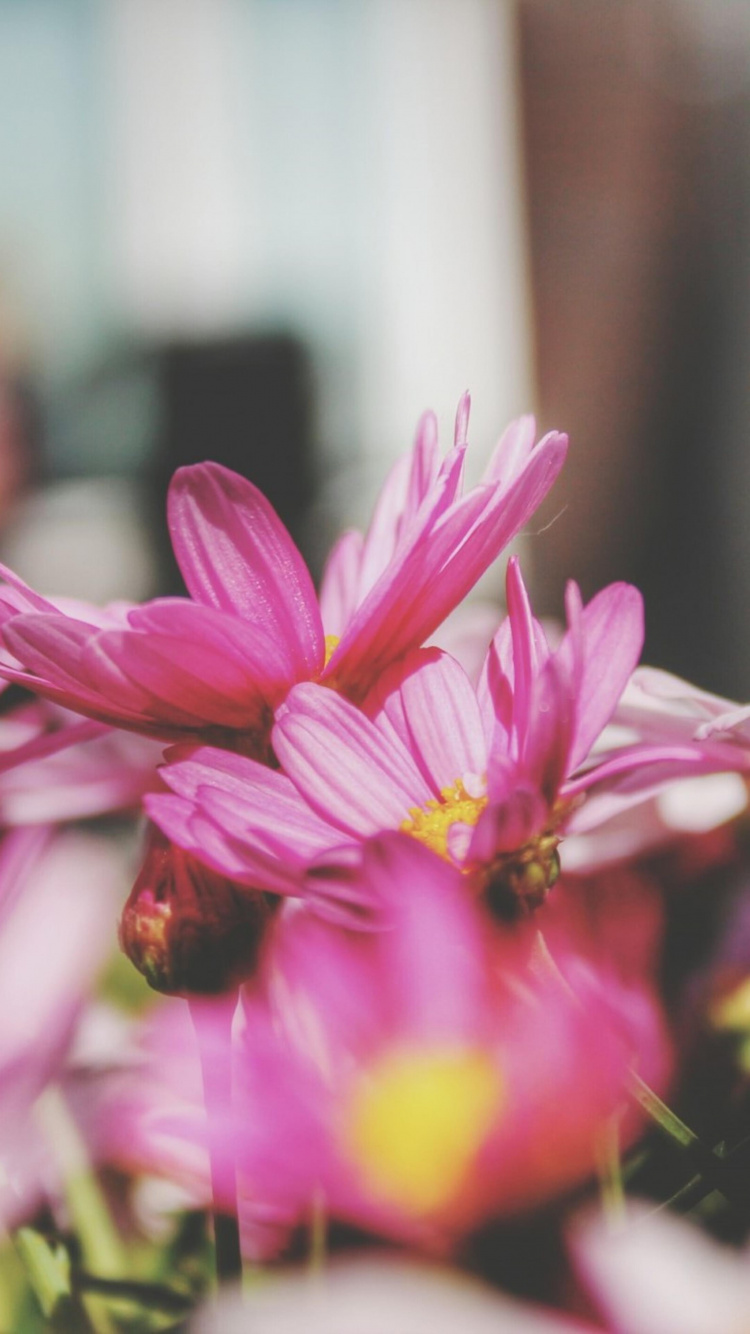 Flora, Flower, Pink, Plant, Petal. Wallpaper in 750x1334 Resolution