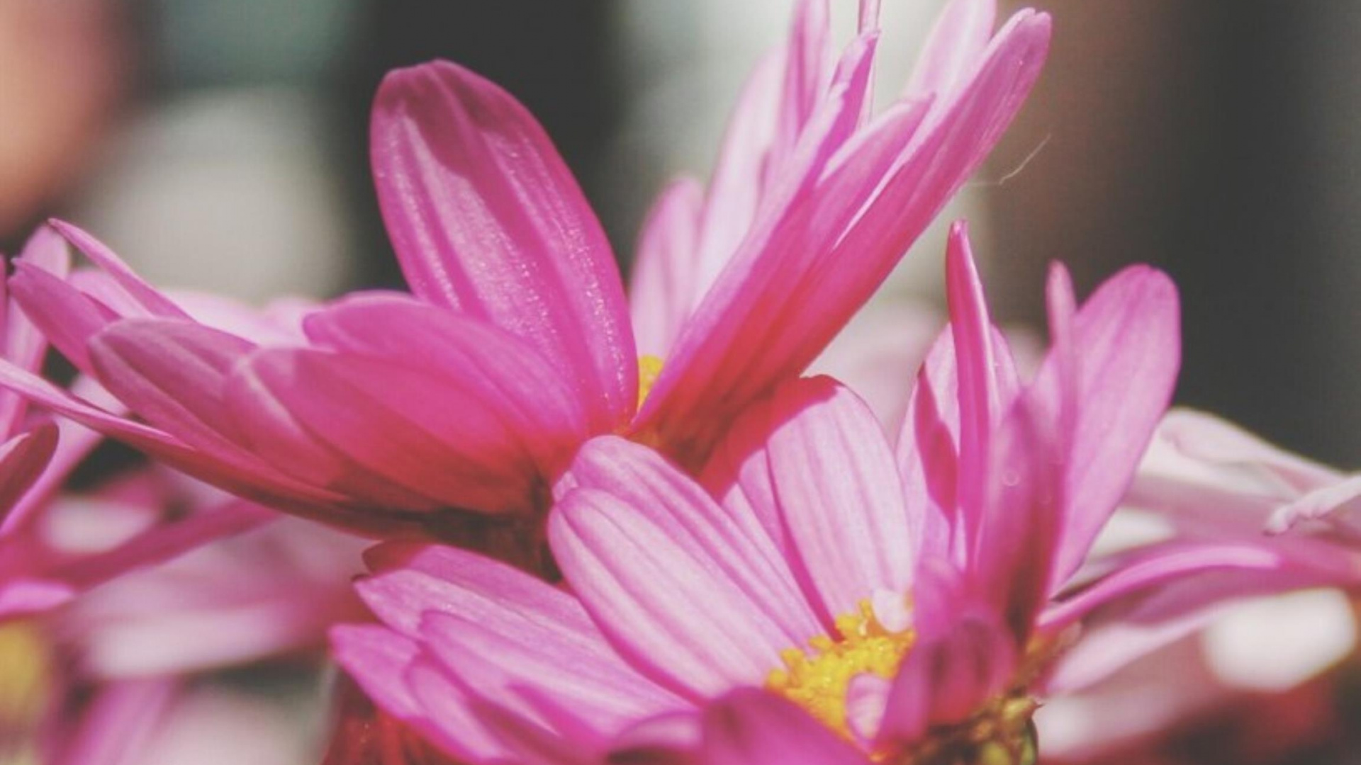 Flora, Pink, Blütenblatt, Terrestrische Pflanzen, Magenta. Wallpaper in 1920x1080 Resolution