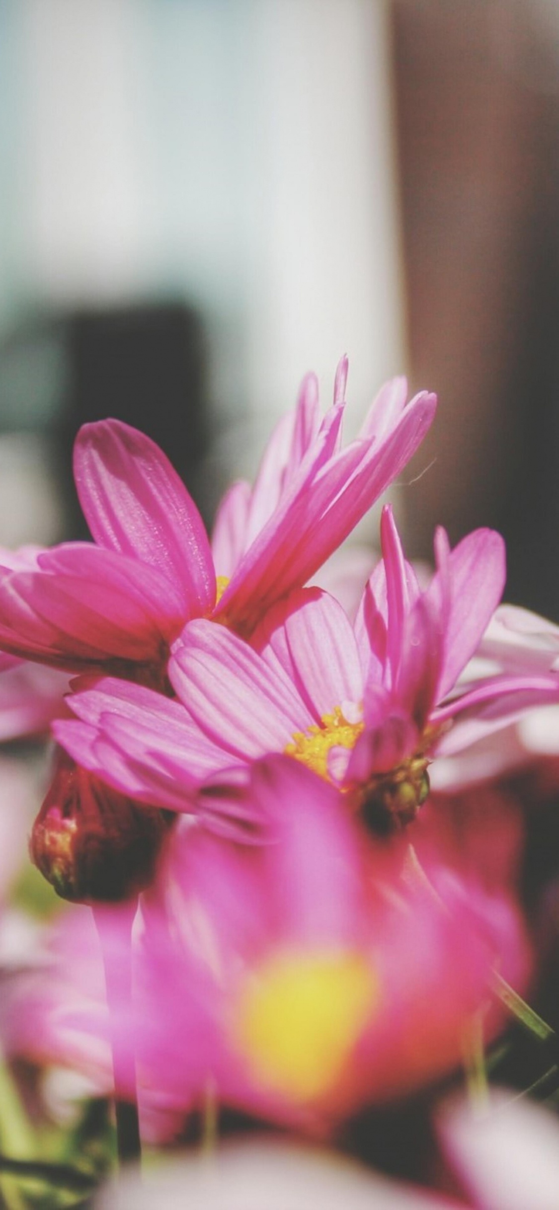 Flore, Pink, Pétale, Plante Terrestre, Magenta. Wallpaper in 1125x2436 Resolution