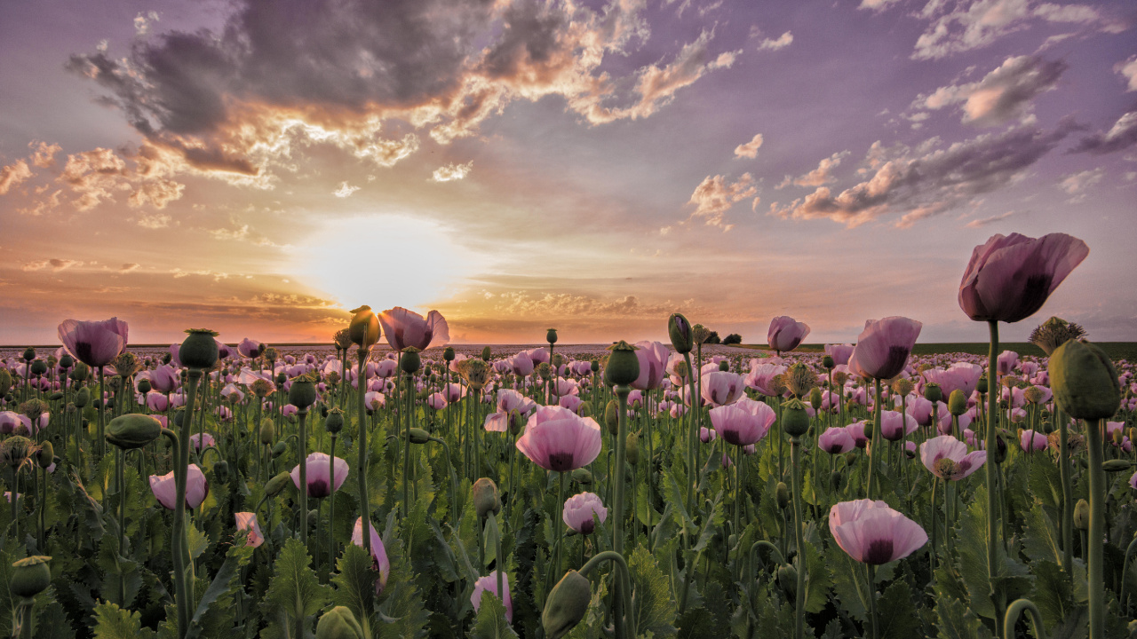 Champ de Fleurs Violettes Sous Ciel Nuageux Pendant la Journée. Wallpaper in 1280x720 Resolution