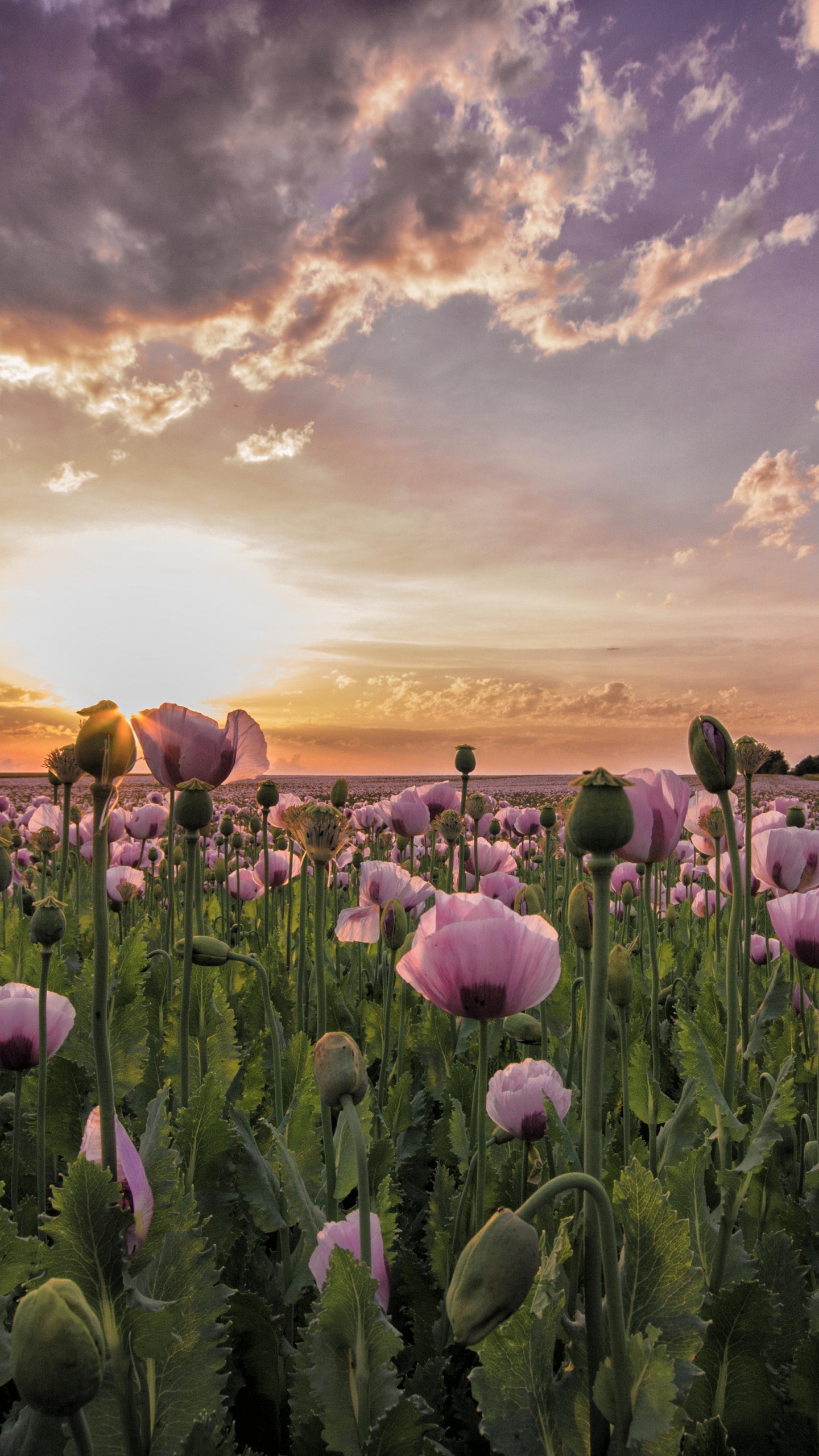 Champ de Fleurs Violettes Sous Ciel Nuageux Pendant la Journée. Wallpaper in 1440x2560 Resolution
