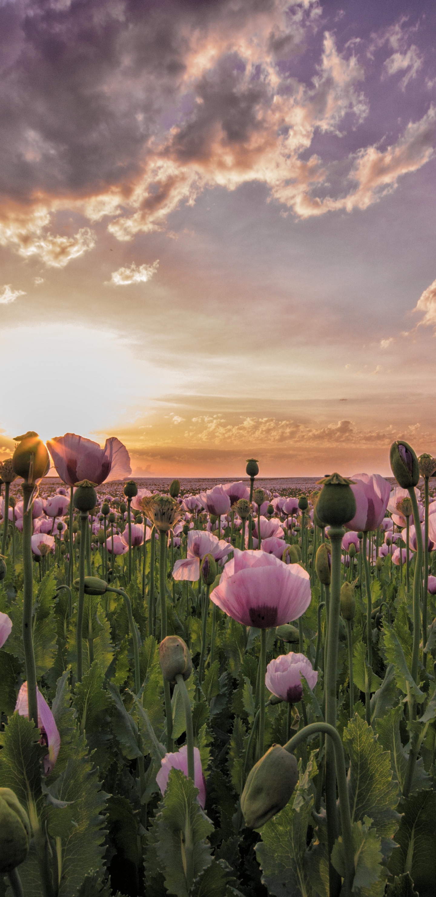 Champ de Fleurs Violettes Sous Ciel Nuageux Pendant la Journée. Wallpaper in 1440x2960 Resolution