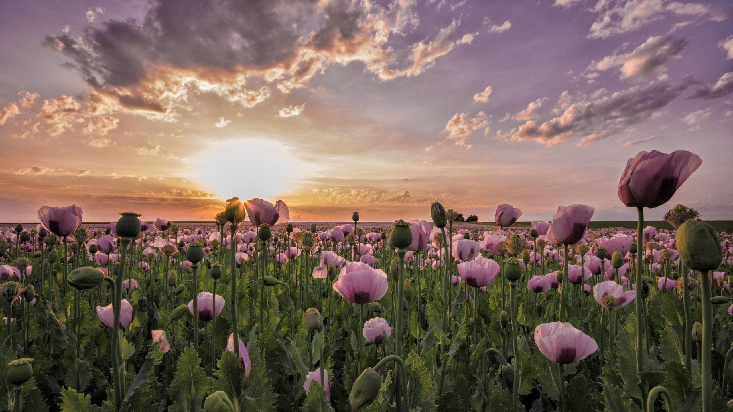 Champ de Fleurs Violettes Sous Ciel Nuageux Pendant la Journée. Wallpaper in 2560x1440 Resolution